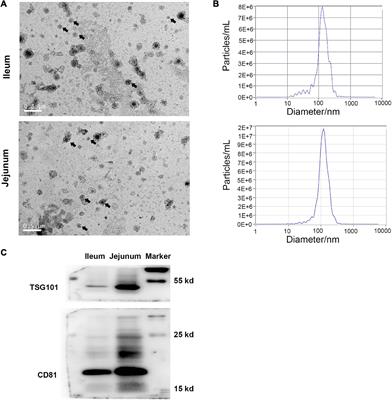 Unraveling the Proteomic Landscape of Intestinal Epithelial Cell-Derived Exosomes in Mice